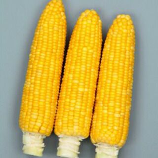 トウモロコシ 種 【 ゴールドラッシュ 】 実咲