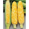 トウモロコシ 種 【 ピーター６１０ 】 実咲
