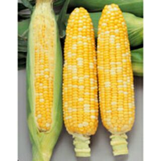 トウモロコシ 種 【 ピーター６１０ 】 実咲