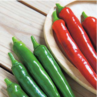 トウガラシ 種 【 まろから 】