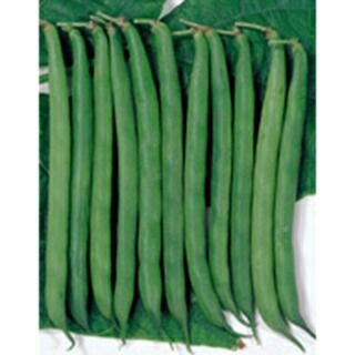 インゲン 種 【 つるなし菜豆 アーロン 】 1L ( インゲンの種 )