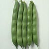 インゲン 種 【 つるなし菜豆 長うずら 】 1L ( インゲンの種 )