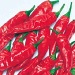 トウガラシ 種 【 羅帝 】 実咲