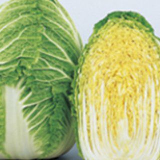 白菜 種 【 冬月90 】 20ml ( 白菜の種 )