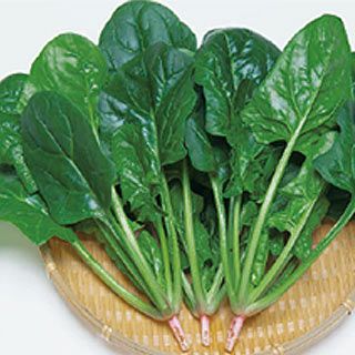 ホウレンソウ 種 【 TSP－536 】 AM3万粒 ( ホウレンソウの種 )