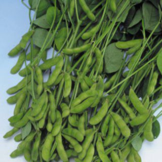 エダマメ 種 【 快豆黒頭巾 】