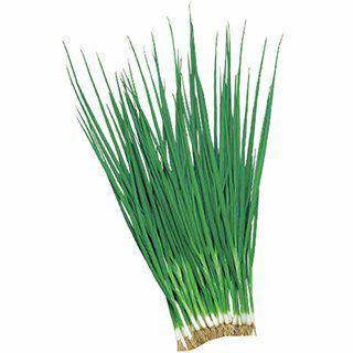 ネギ 種 【 小夏 】 1L缶 ( ネギの種 )