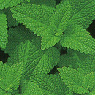 ハーブ 種 【 レモンバーム 】 10ml ( ハーブの種 )