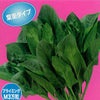ホウレンソウ 種 【 ゴーゴーサマー7 】