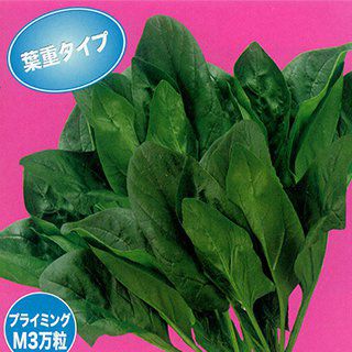 ホウレンソウ 種 【 ゴーゴーサマー7 】