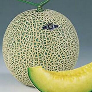 メロン 種 【 アールスナイト早春晩秋系 】 100粒 ( メロンの種 )