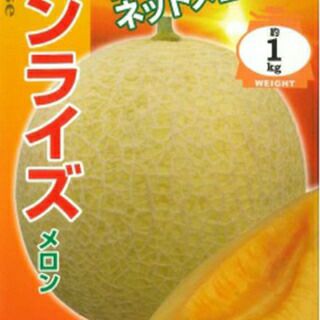 メロン 種 【 サンライズ 】