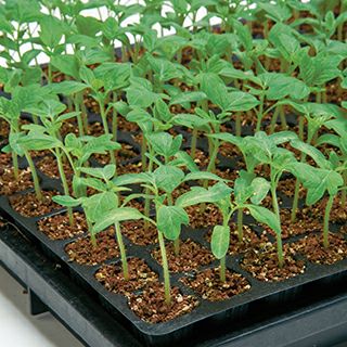 トマト台木 種 【 グリーンフォース 】 1000粒 ( トマト台木の種 )