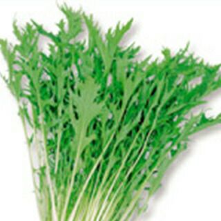 水菜 種 【 千筋京菜 】 実咲