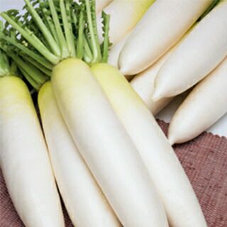 ダイコン 種 【 秋の翼 】