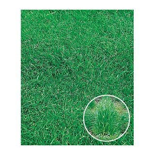 緑肥 種 【 イタリアンライグラス　ワセフドウ 】 1kg ( 緑肥の種 )