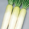 ダイコン 種 【 天宝 】 実咲