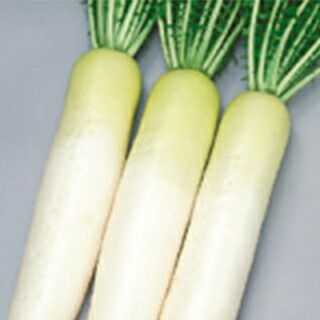 ダイコン 種 【 天宝 】 実咲