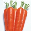 ニンジン 種 【 恋いろ 】