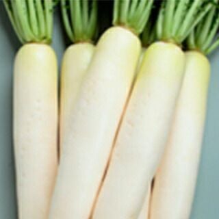 ダイコン 種 【 夏の守（ナツノカミ） 】 実咲