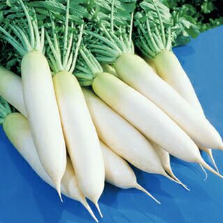 ダイコン 種 【 耐病総太り 】 1L ( ダイコンの種 )
