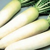 ダイコン 種 【 献夏青首 】 実咲