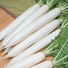 ダイコン 種 【 輝八洲 】
