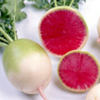 ダイコン 種 【 天安紅心2号 】 20ml ( ダイコンの種 )