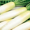 ダイコン 種 【 冬自慢 】 ペレット5千粒 ( ダイコンの種 )