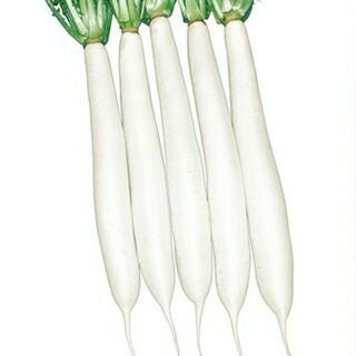 ダイコン 種 【 干し理想 】 2dl缶 ( ダイコンの種 )