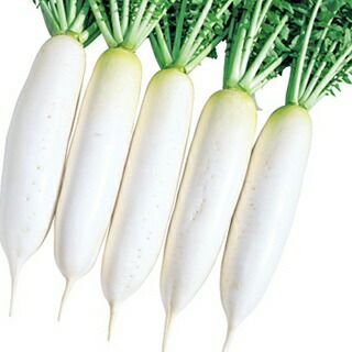 ダイコン 種 【 でん太 】
