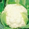 カリフラワー 種 【 ブライダル 】 実咲