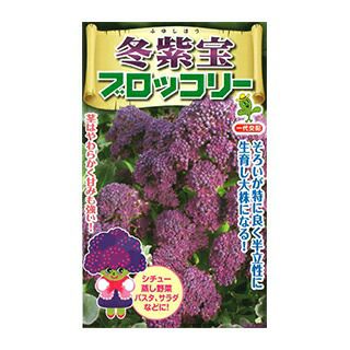 ブロッコリー 種 【 冬紫宝（ふゆしほう） 】