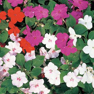 インパチェンス 種 【 矮性中輪混合 】