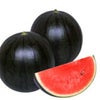 スイカ 種 【 姫甘泉ブラック 】