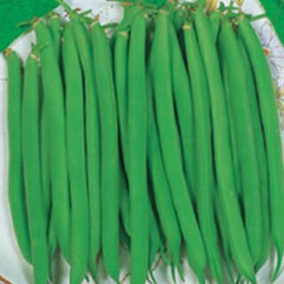インゲン 種 【 つるなしすじなし丸莢菜豆　プロバイダー 】 1dl ( インゲンの種 )