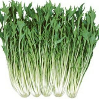 水菜 種 【 夏白泉 】 2dl ( 水菜の種 )