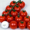 トマト 種 【 ワンダーボール５０ 】