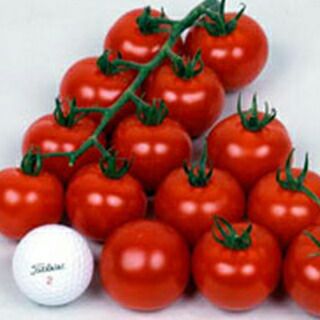 トマト 種 【 ワンダーボール５０ 】