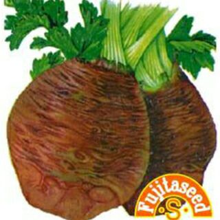 根菜 種 【 セロリアック(根セロリ） 】