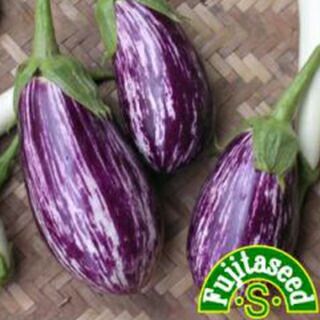 ナス 種 【 アレキサンドラ 】