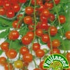 トマト 種 【 ミニフルーツトマト 】