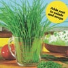 ハーブ 種 【 チャイブ 】