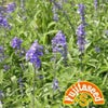 ハーブ 種 【 ブルーセイジ 】