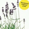 ハーブ 種 【 ラベンダー（ヒデコートラベンダー） 】