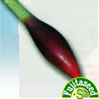 エシャロット 種 【 レッドシャロット 】