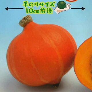 カボチャ 種 【 小吉・赤 】