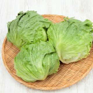 レタス 種 【 パワースイープ 】 ペレット5千粒 ( レタスの種 )