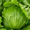 レタス 種 【 フリフリッカー 】 実咲