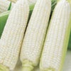 トウモロコシ 種 【 クリスピーホワイト 】 実咲